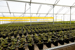 Jaldety Plant Propagation Nurseries - Jaldety - Production site