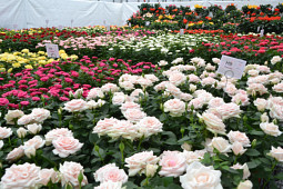 Agriom - Overview pot rose breeding program Difference Roses