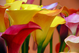 Van den Bos Flowerbulbs - Callas