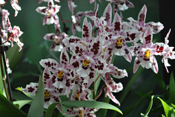 Hassinger Orchideen - Cambria