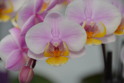 Hassinger Orchideen - Phalaenopsis Tine