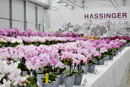 Hassinger Orchideen - Phalaenopsis