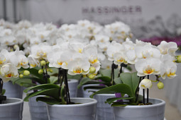 Hassinger Orchideen - Phalaenopsis Kaja