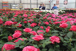 Agriom - Pot roses from Difference Roses