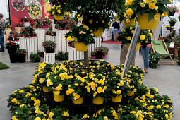 Benary Samenzucht - Nonstop®Joy Yellow - Joy in the Garden!