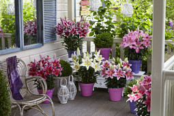 Van den Bos Flowerbulbs - Pot lilies
