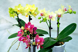 Hassinger Orchideen - Sunrise Varieties