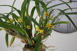 Hassinger Orchideen - Maxillaria variabilis