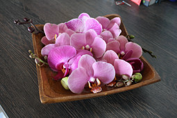 Hassinger Orchideen - Phalaenopsis