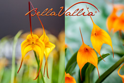 Hassinger Orchideen - Bellavallia