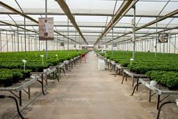 Cohen Propagation Nurseries - Inside a standard greenhouse