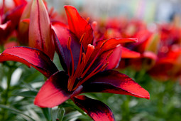 Tiny Oriental Stone Flower Plant