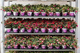 Hendriks Young Plants - Bella Fuchsia point of sale