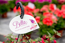 Hendriks Young Plants - Bella Fuchsia label