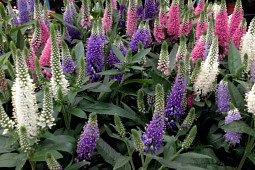 Agriom - Veronica spicata-potted plant selections-Agriom