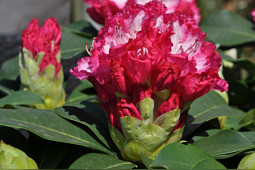 Hortibreed - Rhododendron XXL close up