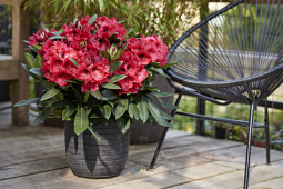 Hortibreed - Rhododendron Red Devil