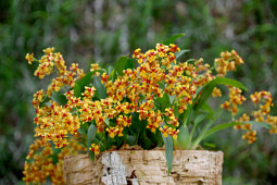 Hassinger Orchideen - Oncidium