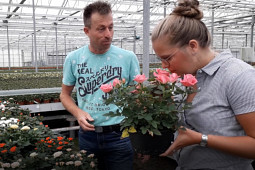 Agriom - Difference Roses: sometimes flower scent can be a selection criteria