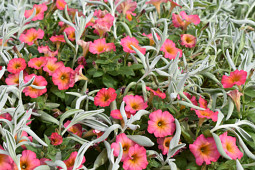 Westhoff - Petunia Crazytunia Mayan Sunset and Didelta FanciFillers Silver Strand