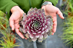 Vitroflora - Sempervivum Big Sam™ Purple Quartz