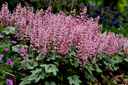 Vitroflora - Heucherella Pink Revolution™