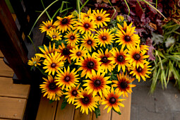 Vitroflora - Rudbeckia SmileyZ™ Sunbeam