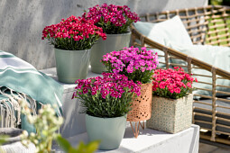 Westhoff - Dianthus Best Friends Forever series    