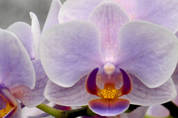 Hassinger Orchideen - Azur 1