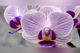 Hassinger Orchideen - Azur 5