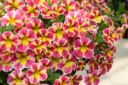 Danziger - Imperial plants - LIA™ ABSTRACT PINK - Calibrachoa