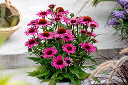 Vitroflora - Echinacea Dark Pink Pearl™