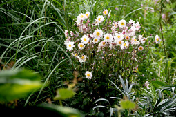 Vitroflora - Anemone Garden Breeze™ Pink Touch