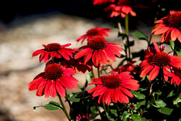 Danziger - Imperial plants - Panama™ Red - Echinacea 