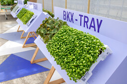 Beekenkamp Plants BV - BKX-TRAY