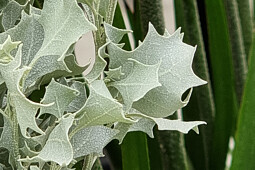 Marathon Plants - Atriplex Silver Holly