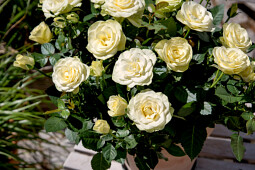 Queen® Genetics - Queen® Romantic Roses™