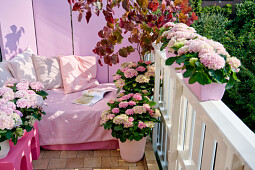 HOKO Breeding - Magical Hydrangea pink balcony