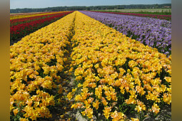 Van den Bos Flowerbulbs - Freesia production Fields