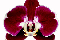 Hassinger Orchideen - Beatrice