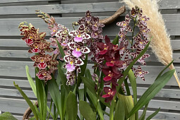 Hassinger Orchideen - Intergenerics
