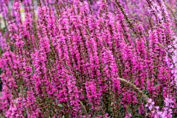 Vitroflora - Lythrum Luminara™ Hot Pink