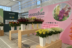 Evanthia - Cut Flowers