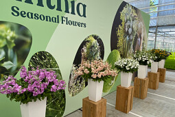 Evanthia - Seasonal Flowers