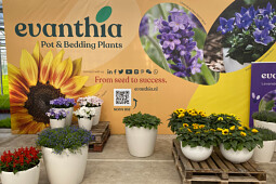 Evanthia - Pot & Bedding Plants