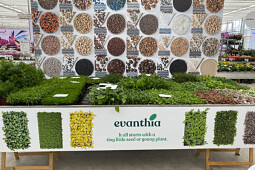 Evanthia - Tropical Seeds & Young Plants