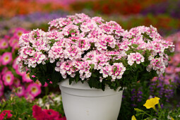 Danziger - Imperial plants - VANESSA Bicolor Light Pink - Verbena 