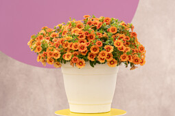 Danziger - Imperial plants - EYECONIC™ Orange - Calibrachoa