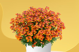 Danziger - Imperial plants - NESIA™ Tangerine - Nemesia 