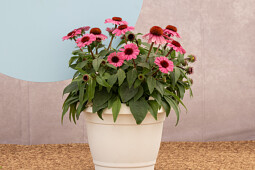 Danziger - Imperial plants - PANAMA™ Rose - Echinacea 